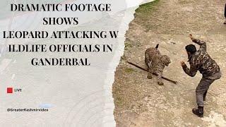 Dramatic footage shows leopard  attacking wildlife officials in Ganderbal