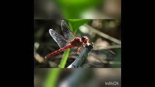 #butterfly wing sound and classification