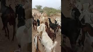 Goats on the road