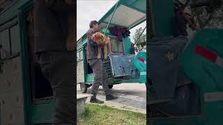 Early in the morning, the homeless man started wandering with his two stray dogs