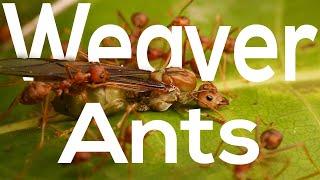 Weaver Ants | The queens, the princesses, the drones and the workers