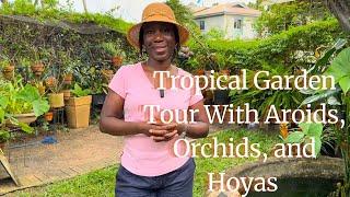 Tropical garden tour in Lagos with tips for growing aroids, hoyas, and orchids.