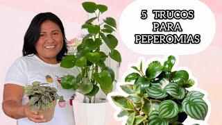 5 TRUCOS PARA PEPEROMIAS Las mejores plantas de interior