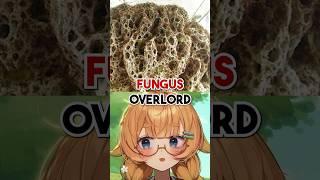These ANTS Protect Their FUNGUS OVERLORD?!