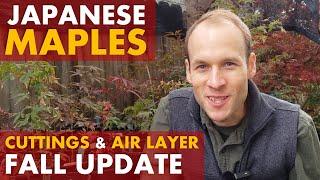 Japanese Maple Tree Propagation Update: Rooted Cuttings + Air Layer