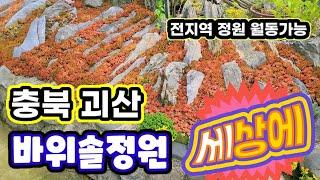 [정원 엔 바위솔]엄청난 바위솔정원 충북괴산군    Sempervivum hens and chicks succulent plant Sempervivum in the garden