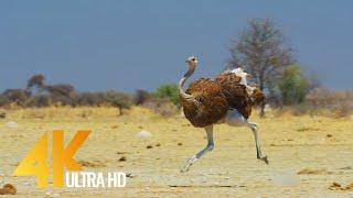 4K Ostrich the Flightless Bird - African Wildlife Documentary Film with Narration