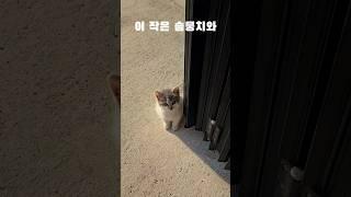 세상에 하나뿐인 코숏 #고양이 #길고양이입양 #cat #shorts