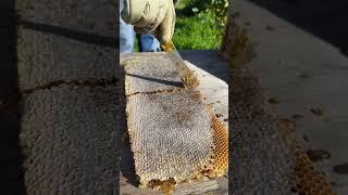 Harvesting a frame of honeycomb