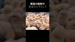 ひよこの運命が残酷すぎて衝撃的だった。#動物雑学 #ひよこ ##voicevox青山龍星