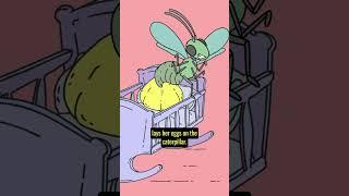 Parasitoid Wasp Vs Caterpillar (Ted-Ed)