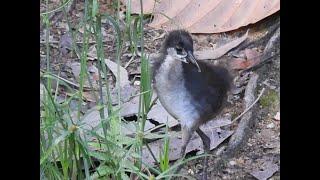 Juvenile Waterhen (Ruak-Ruak juvana)