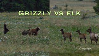 Grizzly vs Elk