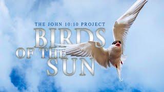 BIRDS OF THE SUN