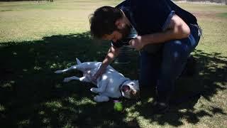 Josh Gray for Park Board - Tour of Simi Dog Park