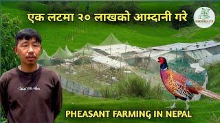 एक लटमा २० लाखको आम्दानि गरे - pheasant farming in Nepal | kalij palan