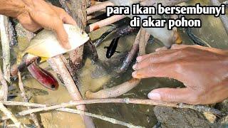 AIR SURUT BANYAK IKAN TERJEBAK DI AKAR POHON