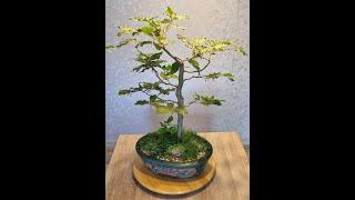 Rotbuche Entwicklung zum Bonsai