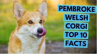 Pembroke Welsh Corgi - TOP 10 Interesting Facts