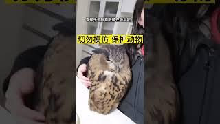 小姐姐回家，发现家里飞进来一只猫头鹰还丝毫不怕人 #funny #funnyvideo #shorts #动物