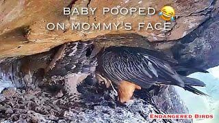 #180Bearded Vulture Nest／Nestflix Live Stream️Endangered bird species the Southern Bearded Vulture