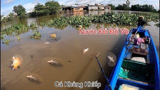 Con Nước Đỏ Đổ Về Hốt Bầy Cá Khủng Nổi Trắng Sông | Kích Cá Miền Tây | Catch Fish