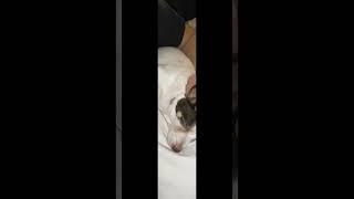 First day of my Life  #pets #doglover #dog #jackrussell #jackrussellterrier