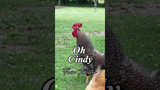 Cynthia!!!! This rooster is looking for you! #cynthia #cindy #rooster #chickens #nameyellingchicken