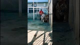 Too Many Big catsin one Cage | Asif shero wala #bigcats #animals #shorts #wildlife