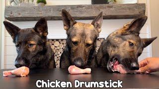 My 3 German Shepherds Review Raw Meat Parts