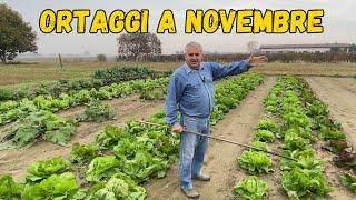 Il mio ORTO a NOVEMBRE!