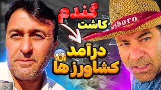 مراحل کاشت گندم | آموزش کاشت گندم | سود کاشت گندم | درآمد کشاورزی