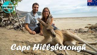 Weltreise Vlog #28: Cape Hillsborough ∙ Känguru-Alarm beim Sonnenaufgang