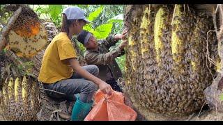 Spray video of the process of exploiting forest honey living with nature