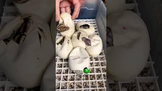 Baby Ball Pythons! #molinarosnakelab #pythons #fire #snakebreeding #witchy #anaconda #pets #animals