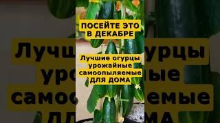 Лучшие сорта огурцов для дома на подоконнике #огород #сад #дача #урожай