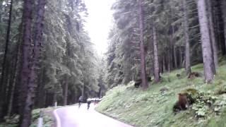 Granfondo Sportful 2014 during passo Manghen with a participant from Spain.