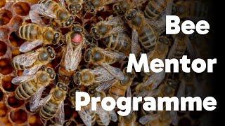 Join My Channel Member Bee Mentor Programme