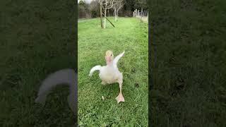 Emerald the gosling wings are growing #emeraldthegoose #gosling