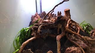 Juwel  Trigon 350 L #aquascaping