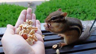 I have a new chipmunk friend