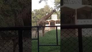 Giraffe  in  Lahore zoo #zoo