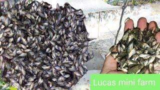 new project!!! 1,200 tilapia fingerlings.