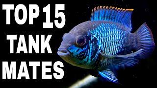 Top 15 Tank Mates For Electric Blue Acara Cichlid