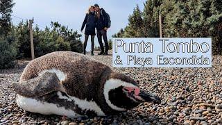 Punta Tombo | Magellan Pinguine | Puerto Madryn | Patagonien | Argentinien