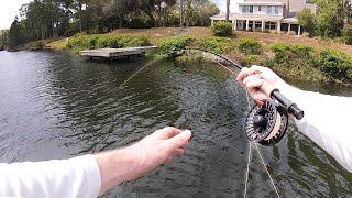 TOPWATER Fly Fishing for Bass w/ a FROG FLY!!!