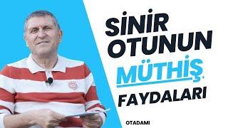 SİNİR OTU DAMAR OTU FAYDALARI NASIL DEMLENİR NEYE İYİ GELİR NE İŞE YARAR