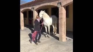 ALDEBARAN - Pura Raza Español for sale by Fantastic PRE Horses