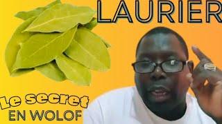 LE GRAND SECRET EN WOLOF AVEC LES FEUILLES DE LAURIER ET SERIGNE ABDOU SALAM