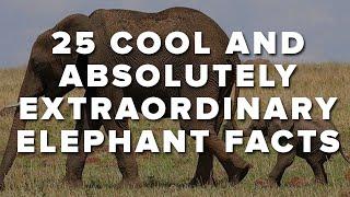 25 Cool And Absolutely Extraordinary Elephant Facts